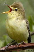 Melodious Warbler