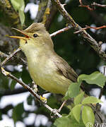 Melodious Warbler