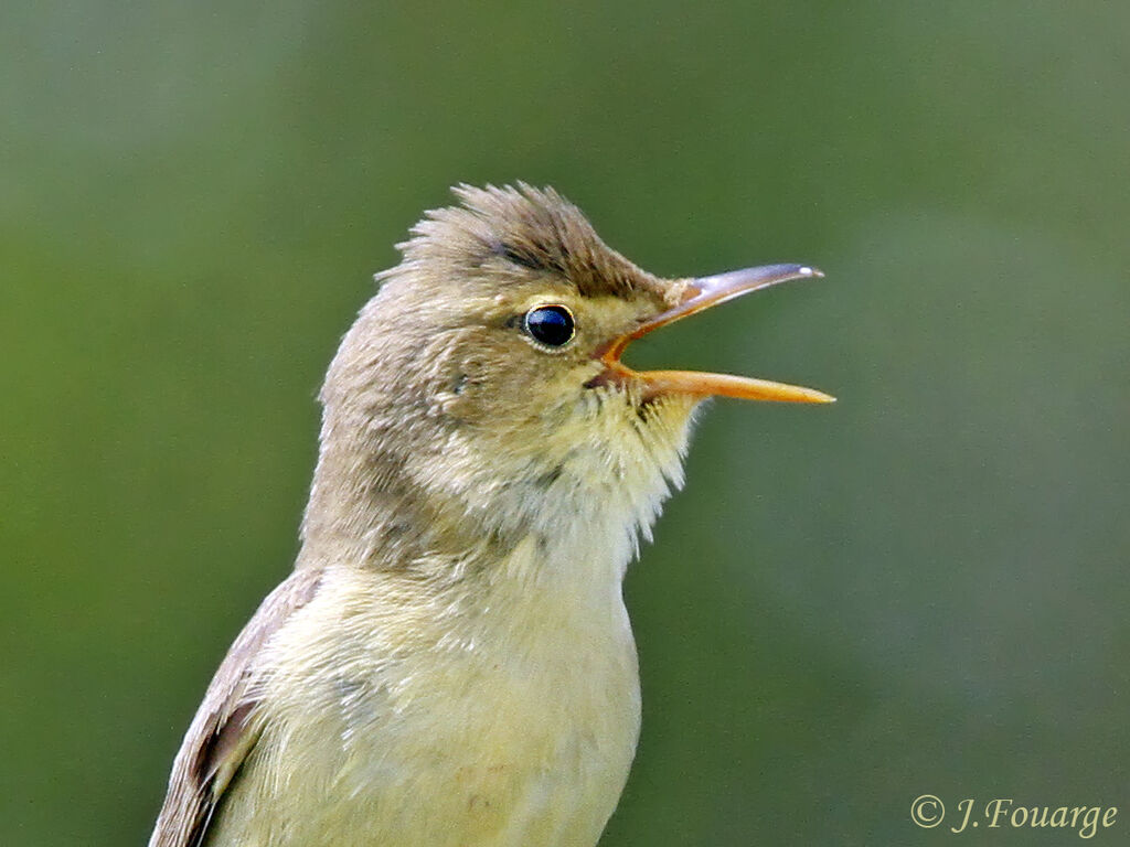 Melodious Warbler male adult, identification, song, Behaviour