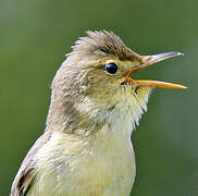 Melodious Warbler