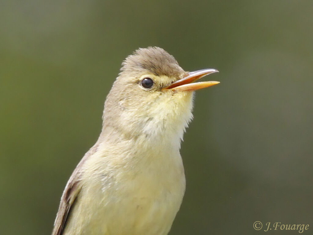 Melodious Warbler male adult, identification, song