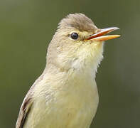 Melodious Warbler