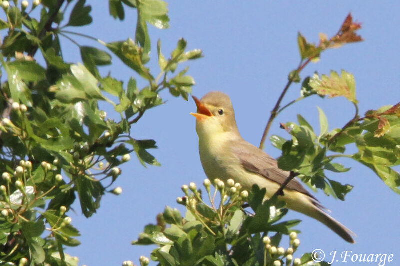 Melodious Warbler male adult, identification, song, Behaviour