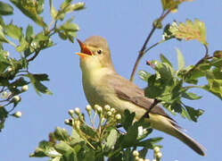 Melodious Warbler