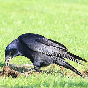 Corbeau Freux Corvus Frugilegus