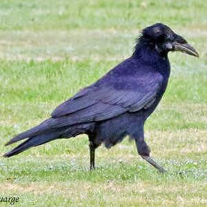 Il faut qu'on parle du corbeau freux - Natagora Haute-Sambre et Haute-Haine