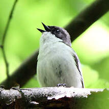 Gobemouche noir