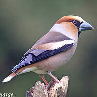 Oiseaux indigènes forestiers: Le Grosbec casse-noyaux