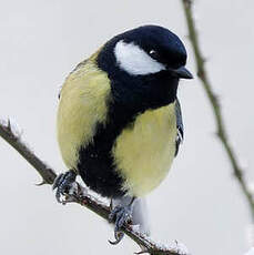 Mésange charbonnière