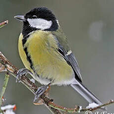 Mésange charbonnière