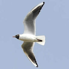 Mouette rieuse