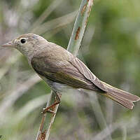 Pouillot de Bonelli