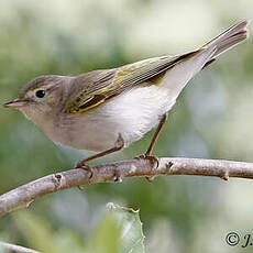 Pouillot de Bonelli