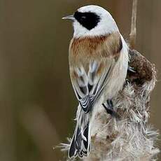 Rémiz penduline