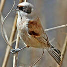 Rémiz penduline