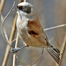 Rémiz penduline