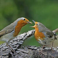 Rougegorge Familier Erithacus Rubecula