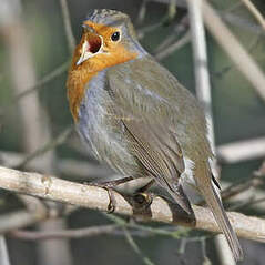 Rougegorge Familier Erithacus Rubecula
