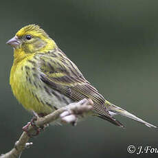 Serin cini