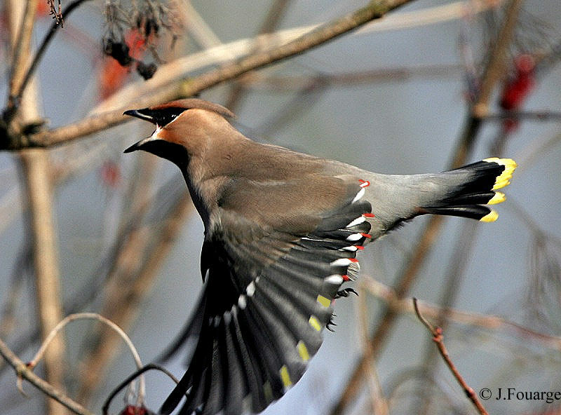 Bohemian Waxwing