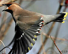 Bohemian Waxwing