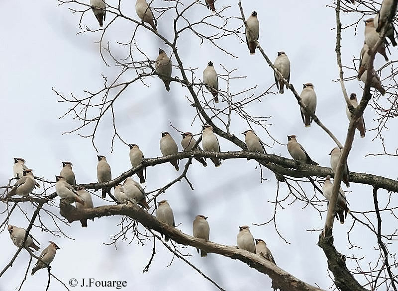 Bohemian Waxwing