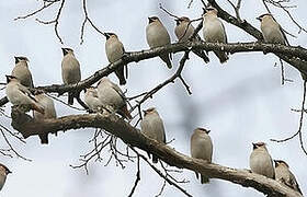 Bohemian Waxwing