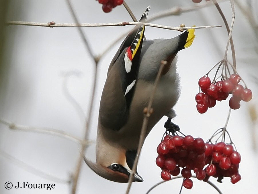 Bohemian Waxwing