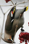 Bohemian Waxwing