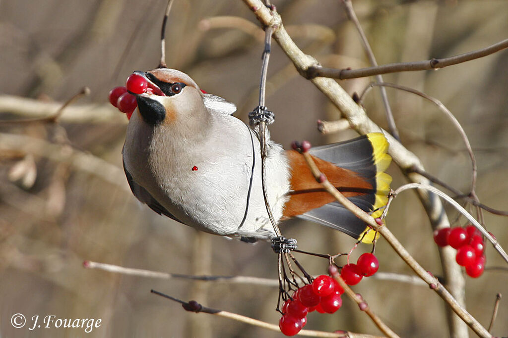 Bohemian Waxwing male