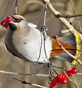 Bohemian Waxwing