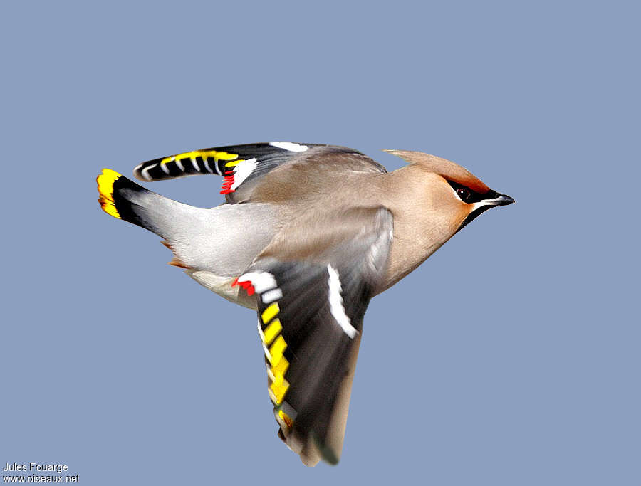 Bohemian Waxwing male adult, Flight