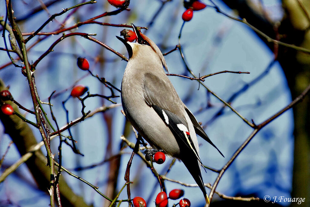 Bohemian WaxwingFirst year