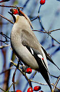 Bohemian Waxwing