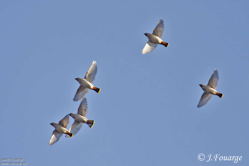 Bohemian Waxwing, Flight