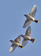 Bohemian Waxwing