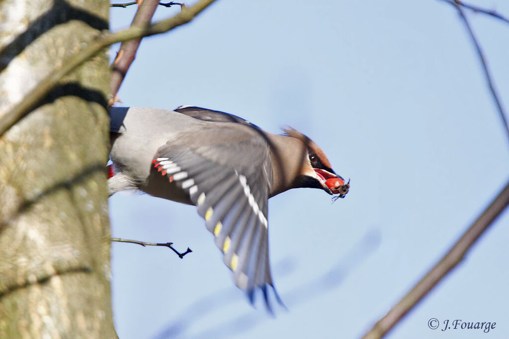 Bohemian Waxwing