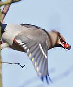 Bohemian Waxwing