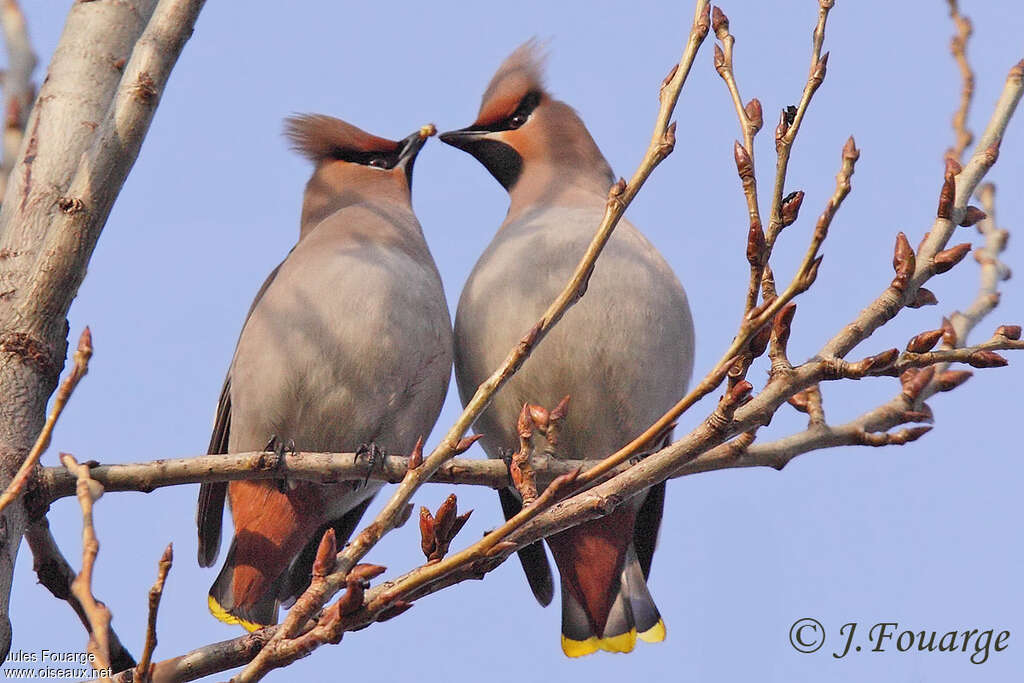 Bohemian Waxwingadult, courting display, Behaviour