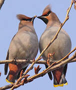 Bohemian Waxwing