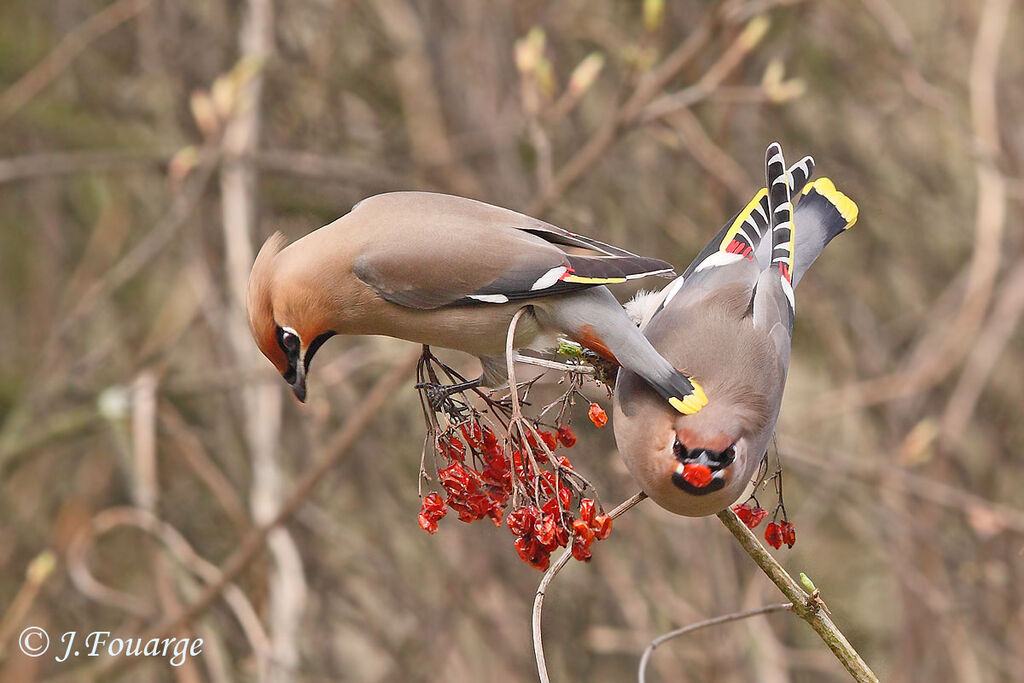 Bohemian Waxwing male