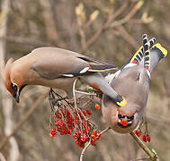 Bohemian Waxwing