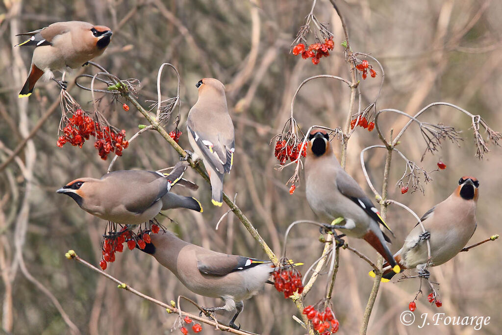 Bohemian Waxwing