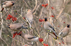 Bohemian Waxwing