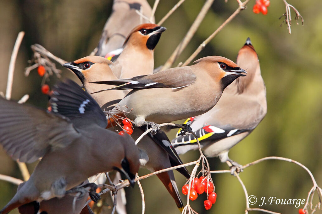 Bohemian Waxwing