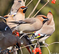 Bohemian Waxwing