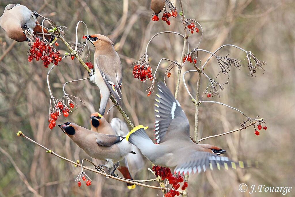 Bohemian Waxwing