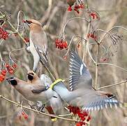 Bohemian Waxwing