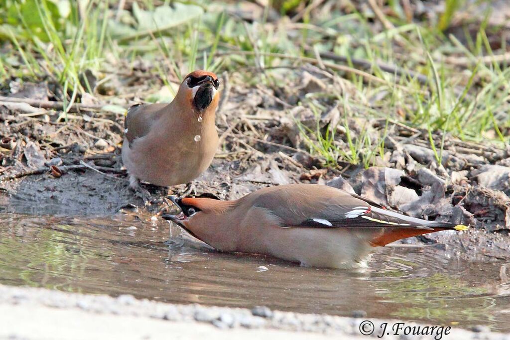 Bohemian Waxwing