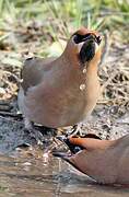 Bohemian Waxwing